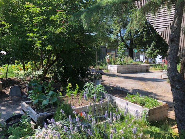 Woodland community garden.