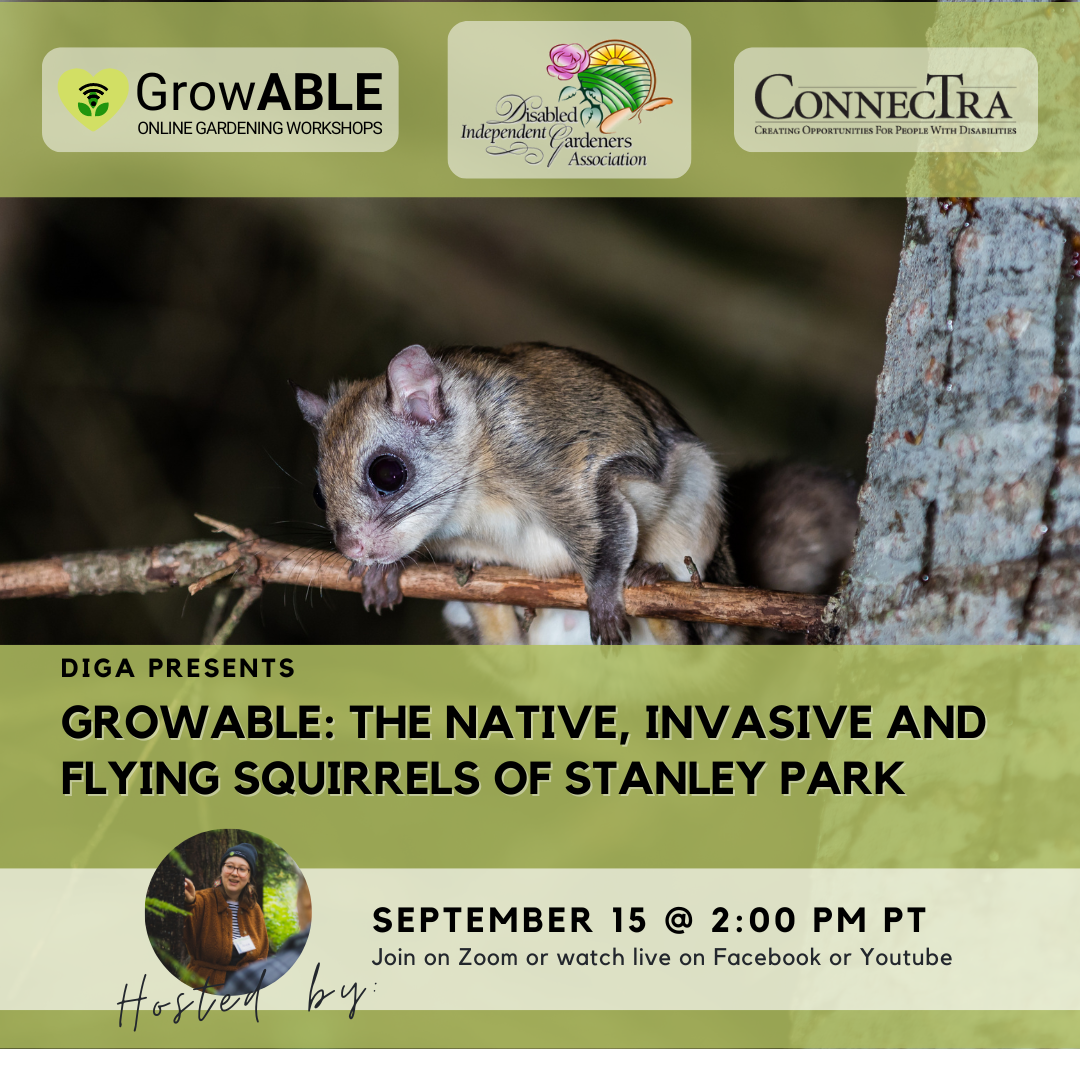 A squirrel in a tree. "Growable: The Native, Invasive and Flying Squirrels of Stanley Park"